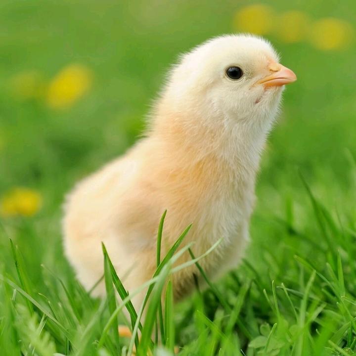 河南省土鸡林间漫步