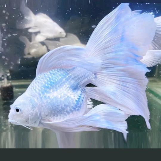 水族用品批发（横茉雪）