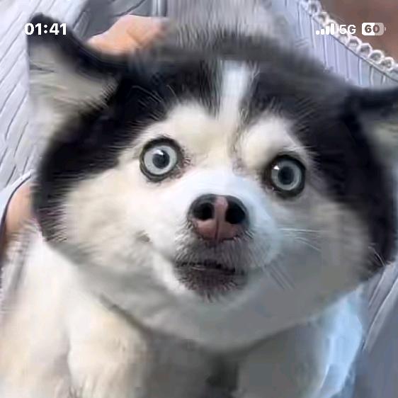 哈士不哈