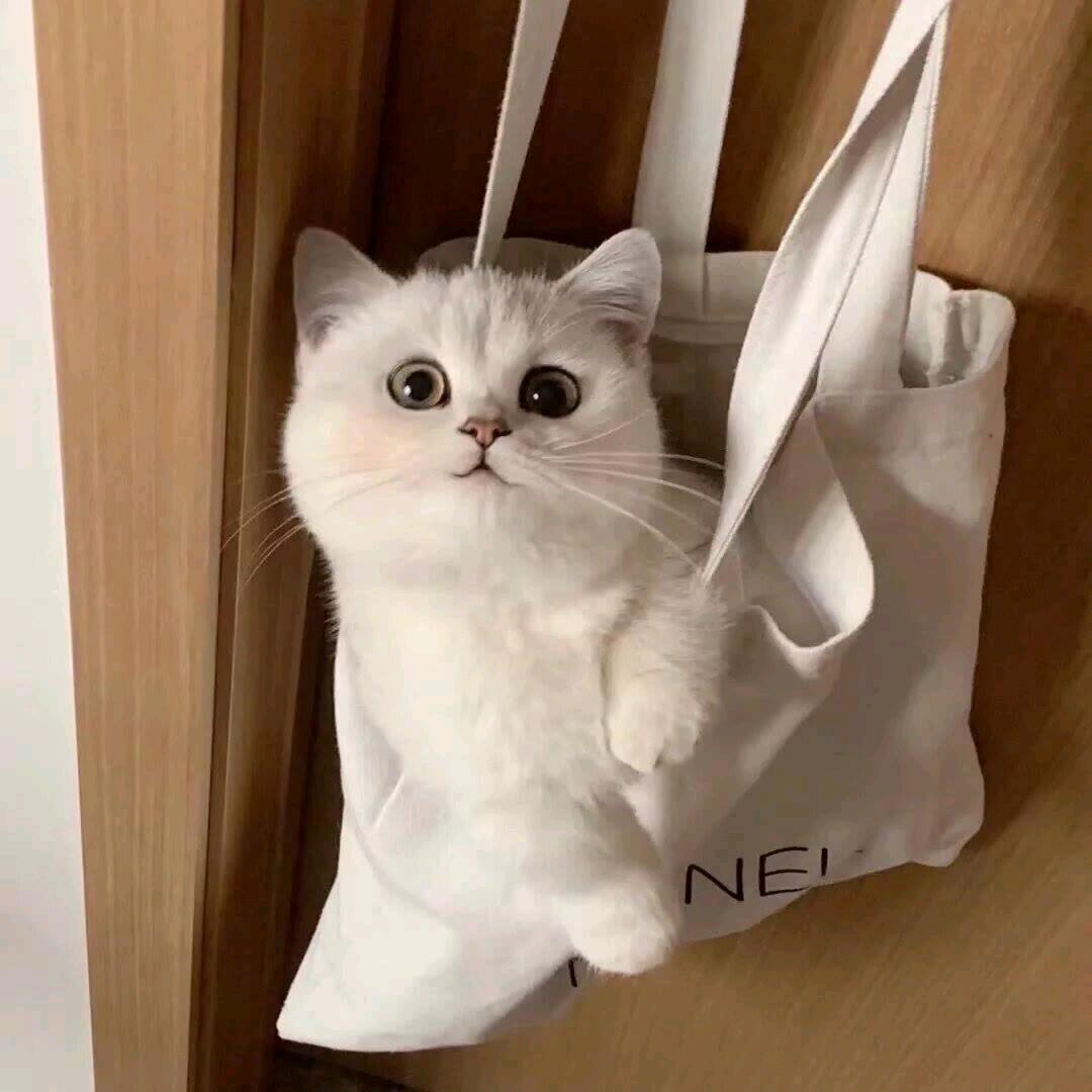 香儿