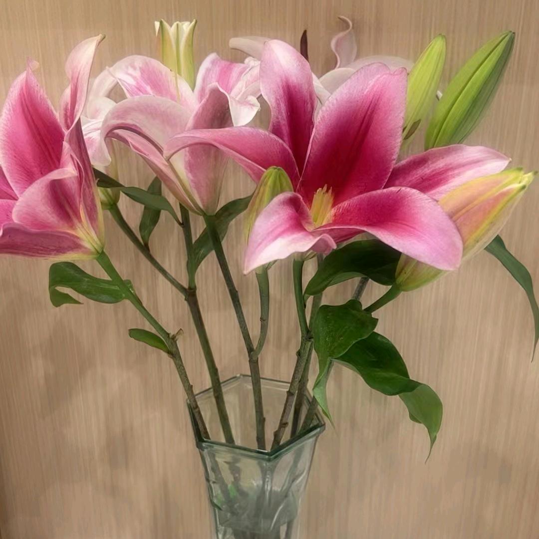 小雅