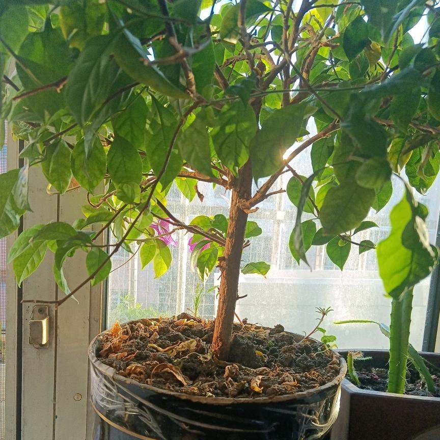 陈花