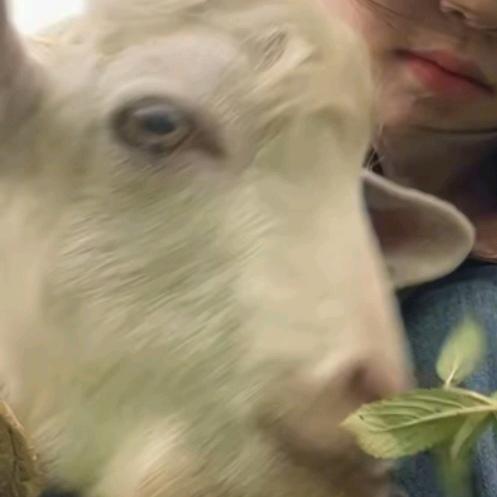 为什么不爱吃葱花