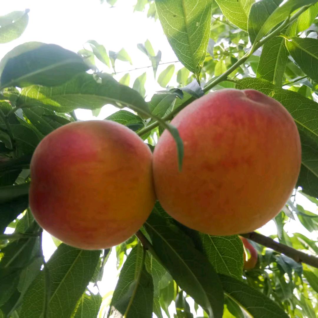 诸夏生态蔬果园