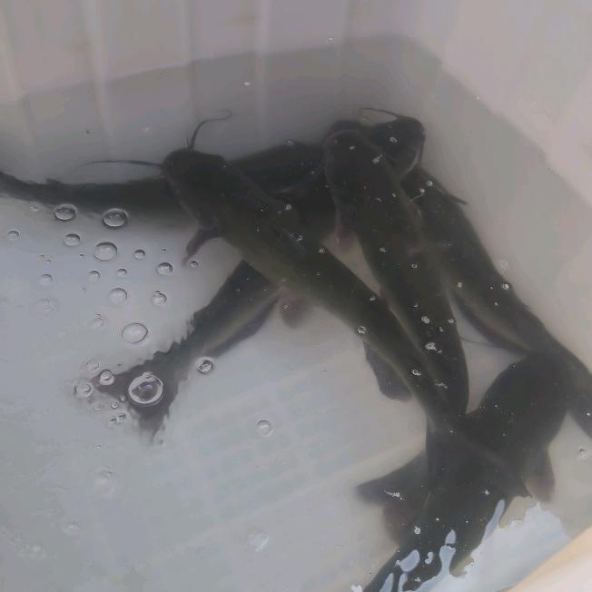 高级母婴护理师