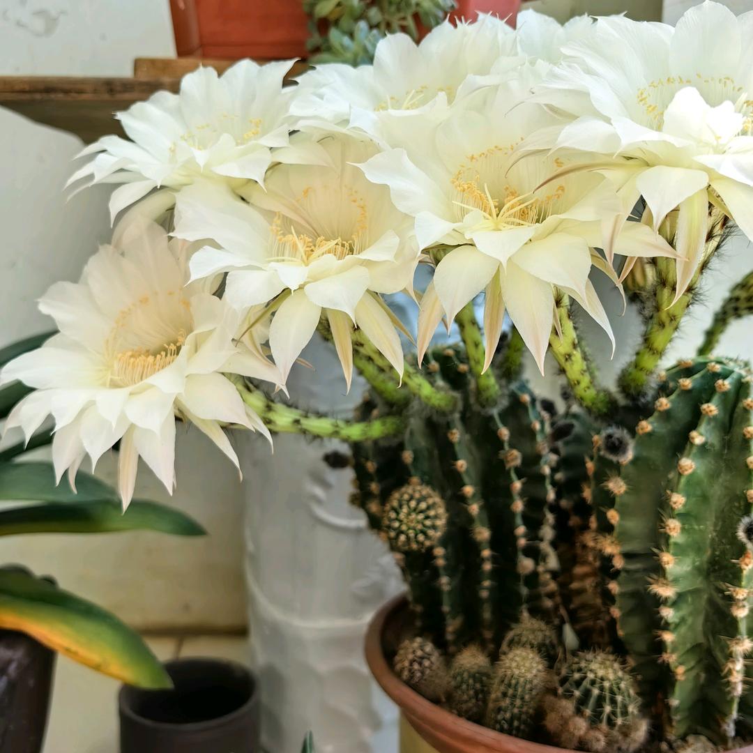 板板金彭三轮总代理′