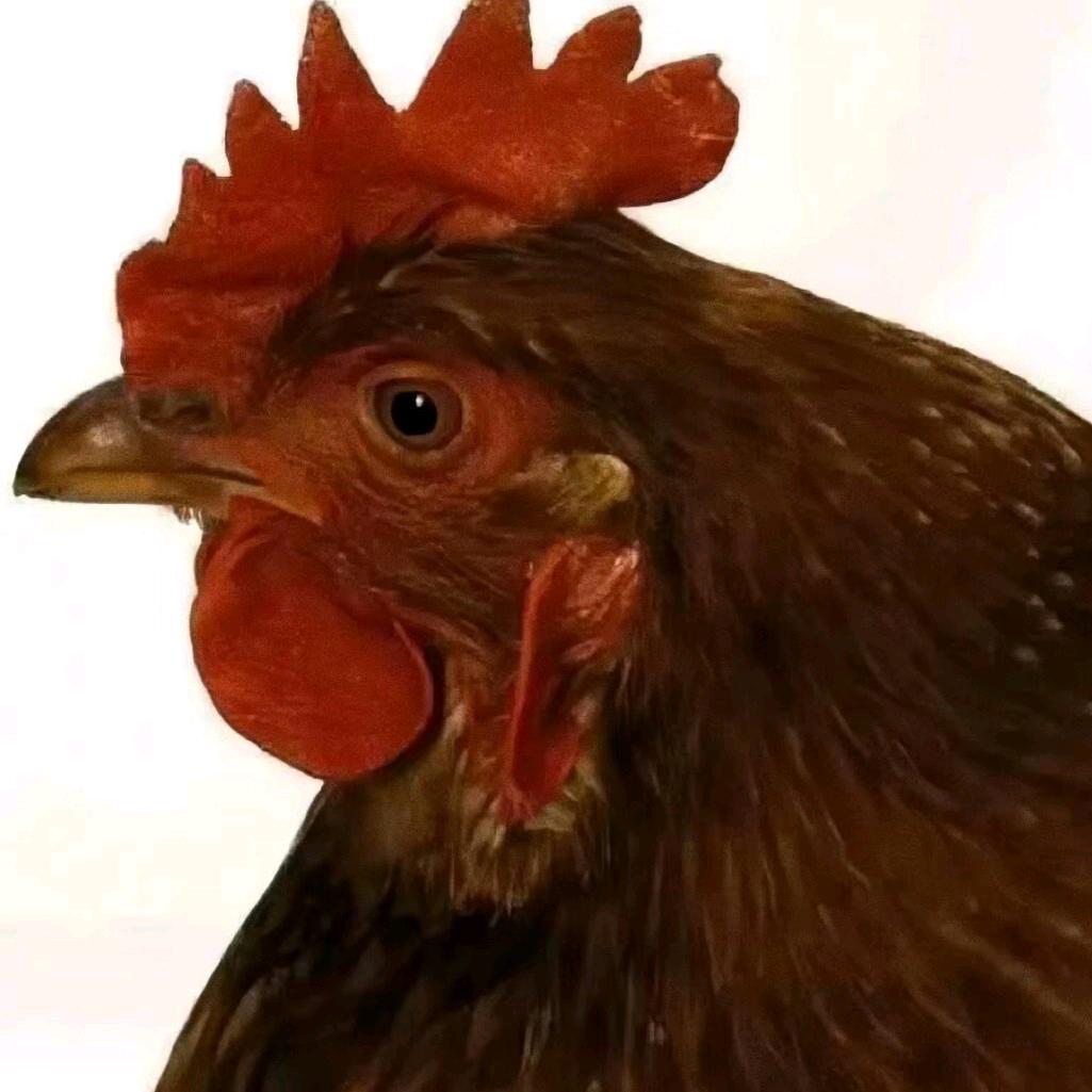 咯咯嘎