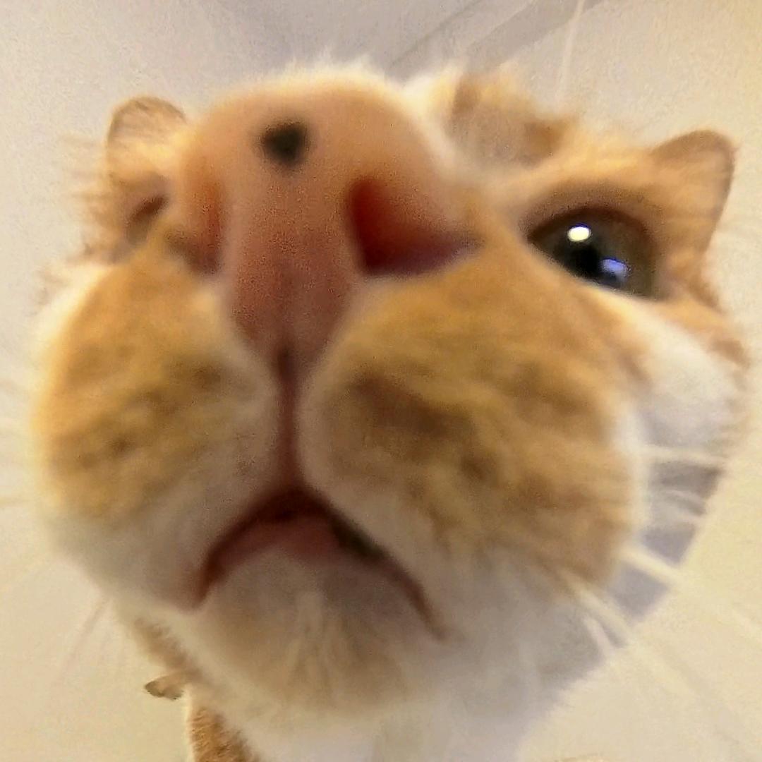 别打了我是酱油