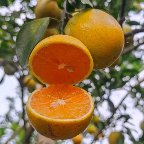 红江人网七匠红江橙