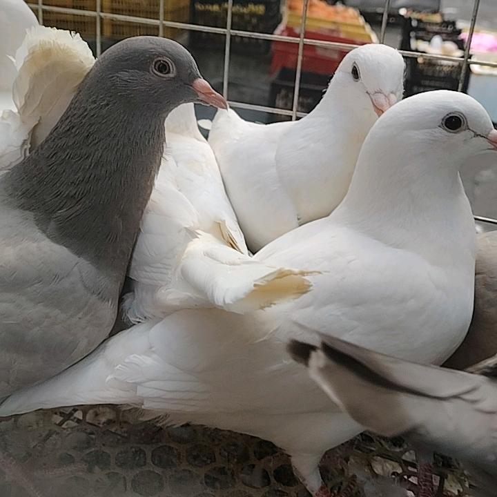 十三叔🐦‍⬛老白鸽🐦‍⬛