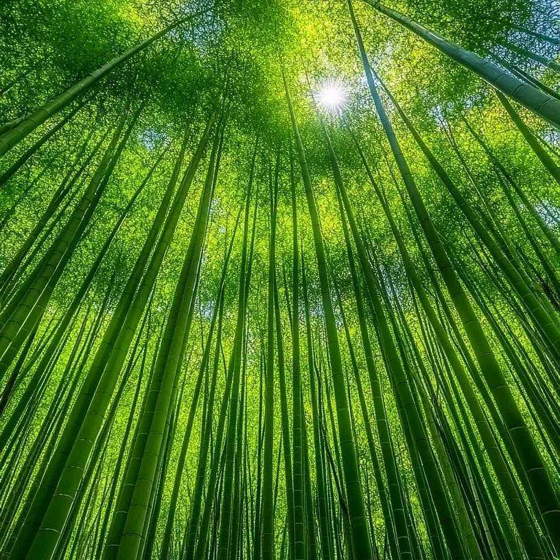 清风有闲
