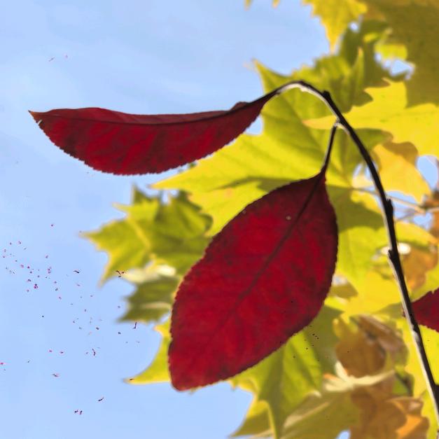 淡淡槐花香（拒私聊）