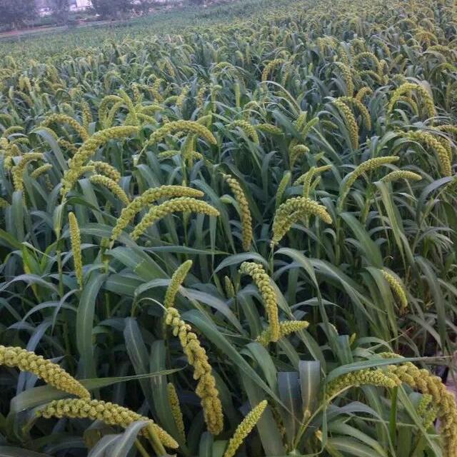璃小荔