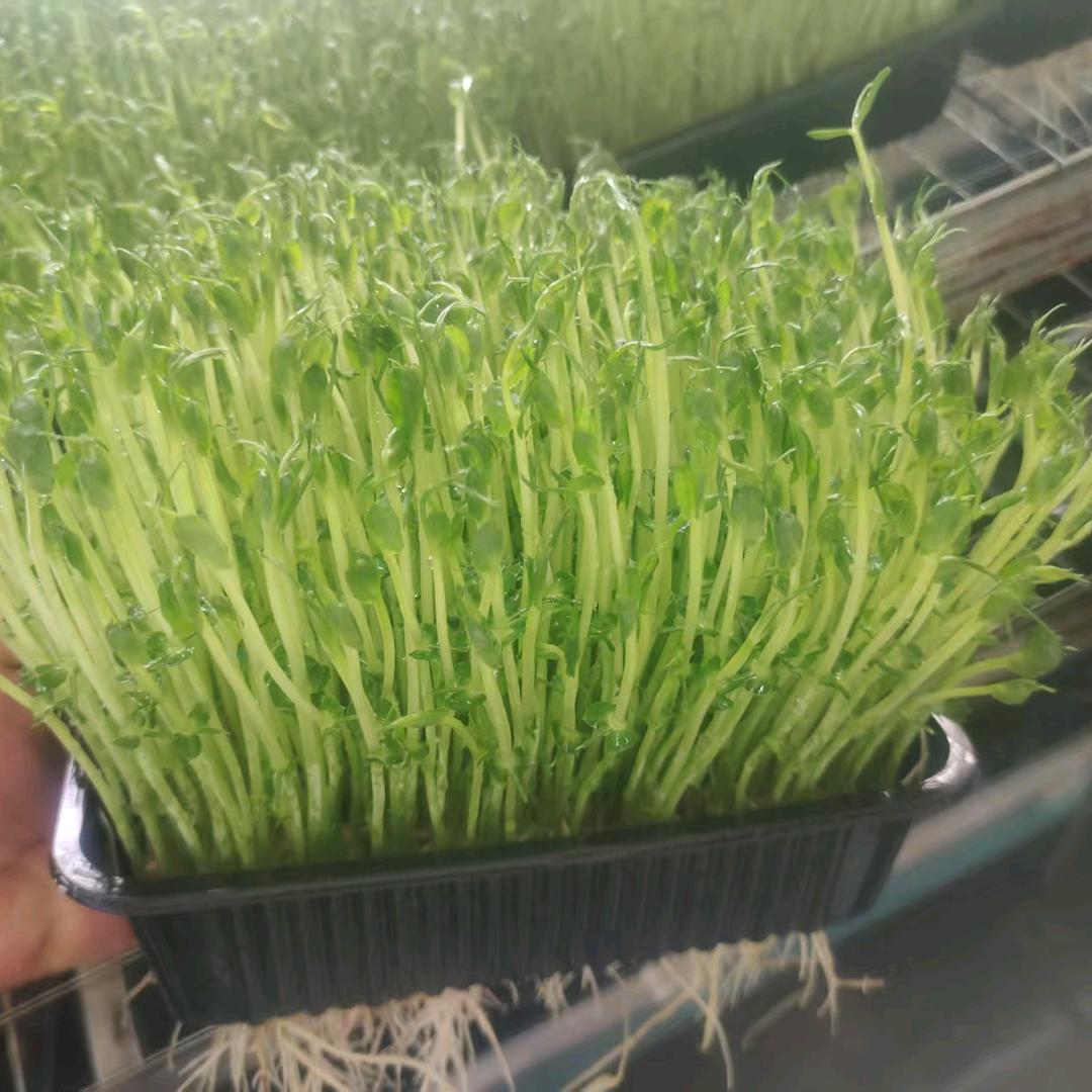 小石芽苗菜