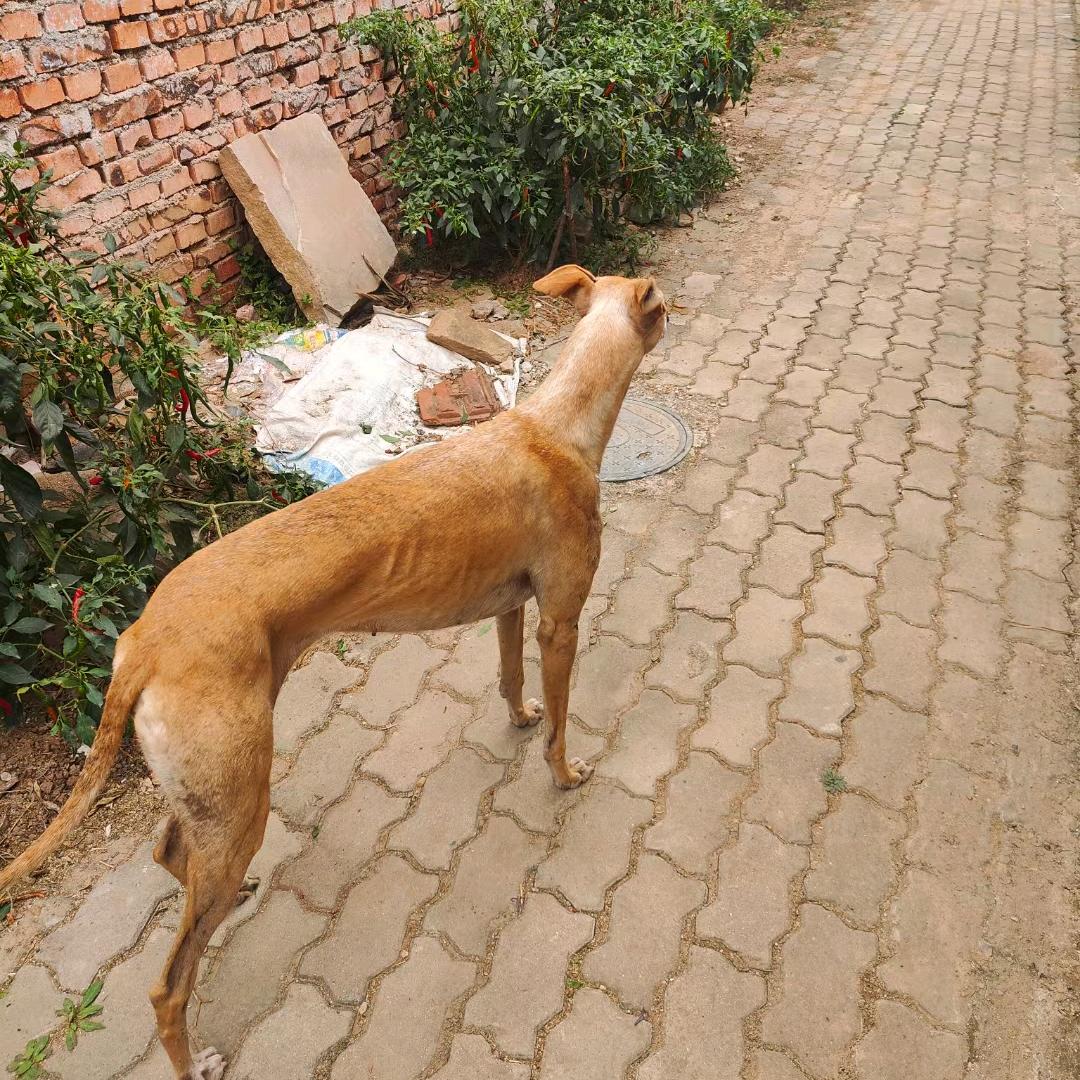 老崔土狗东德马犬