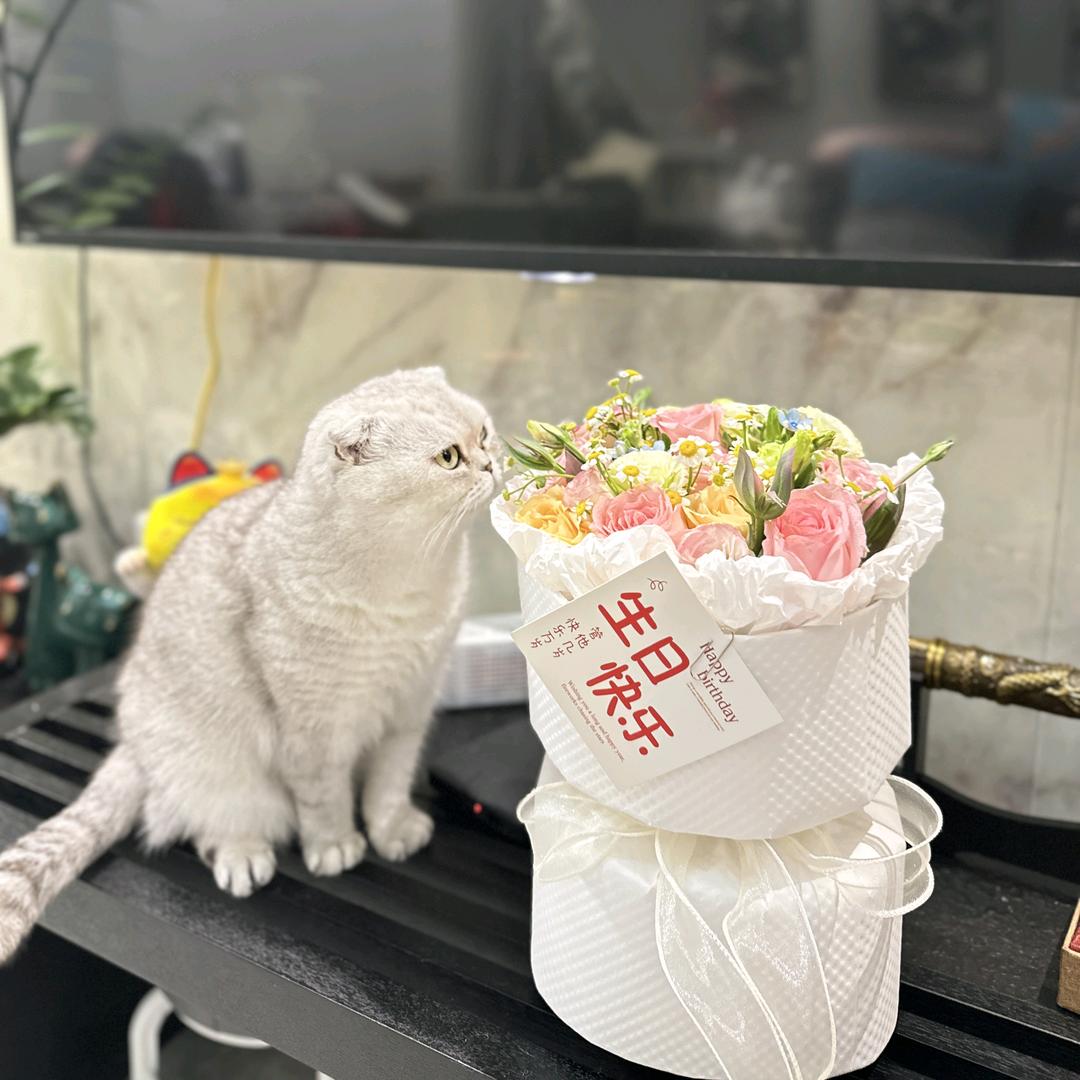 一只老锦李头像