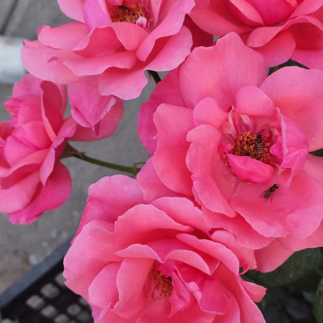 沙漠玫瑰🌹