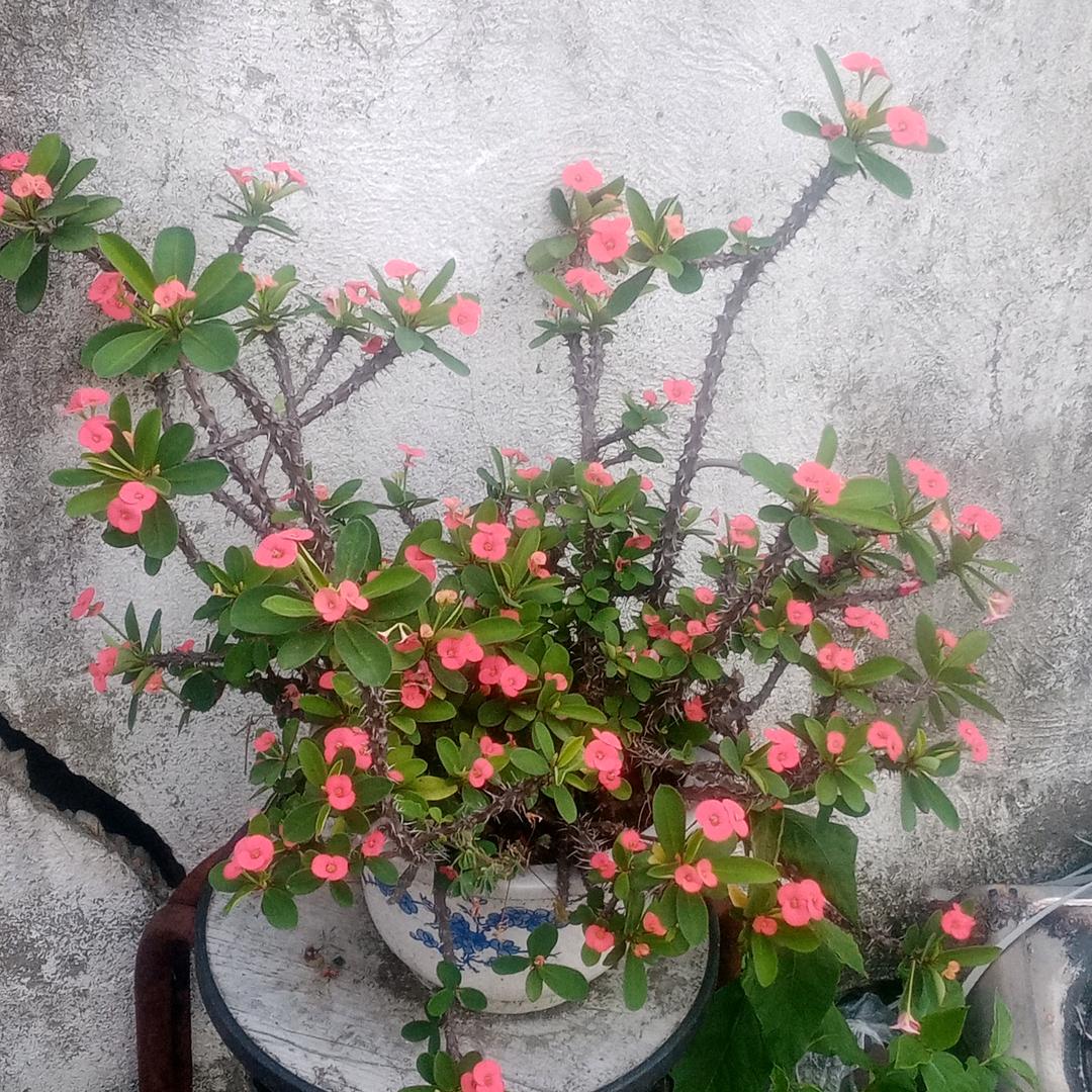 心静，心安，是快乐