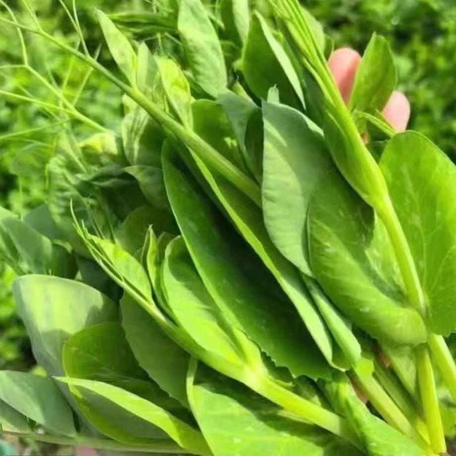豌豆癫¹