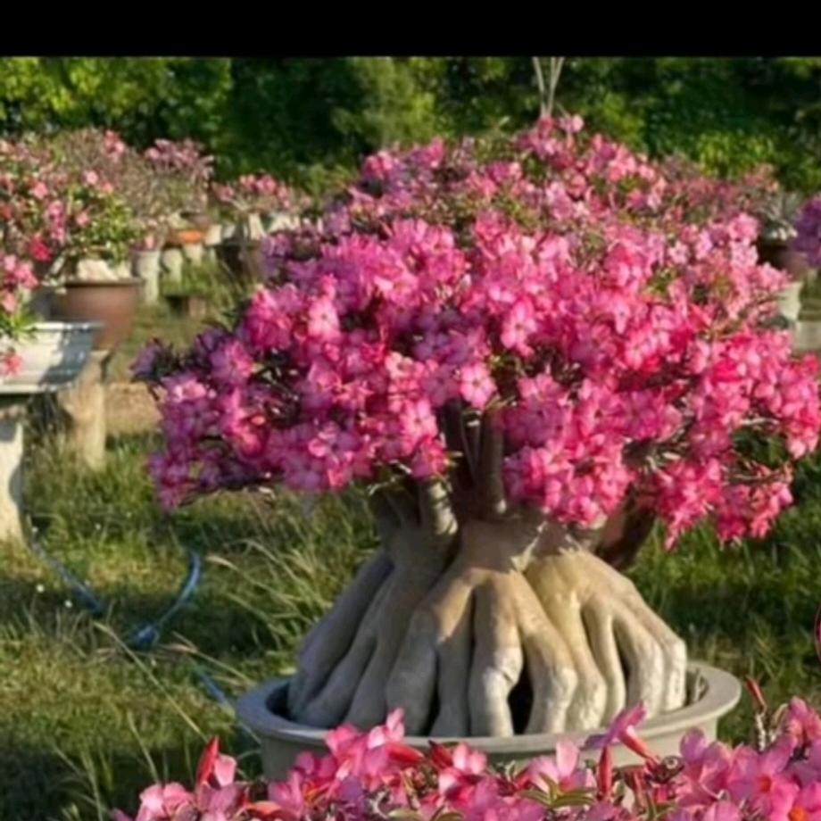 沙玫花园