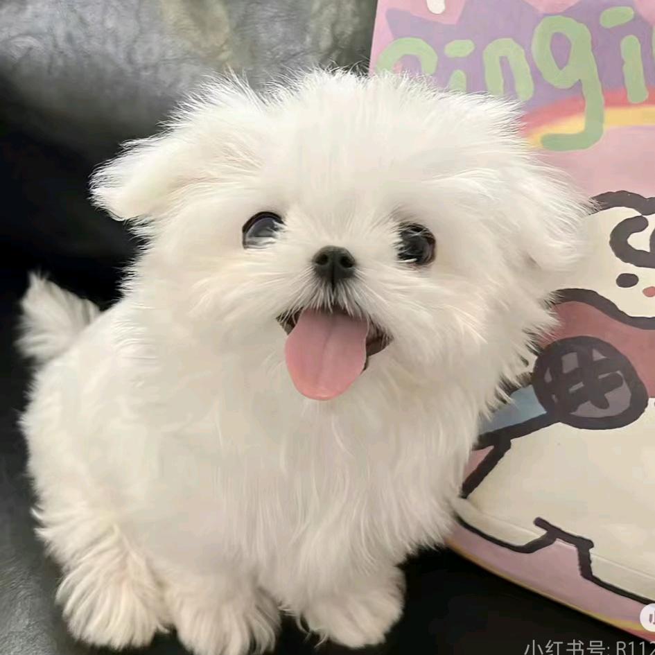 所愿