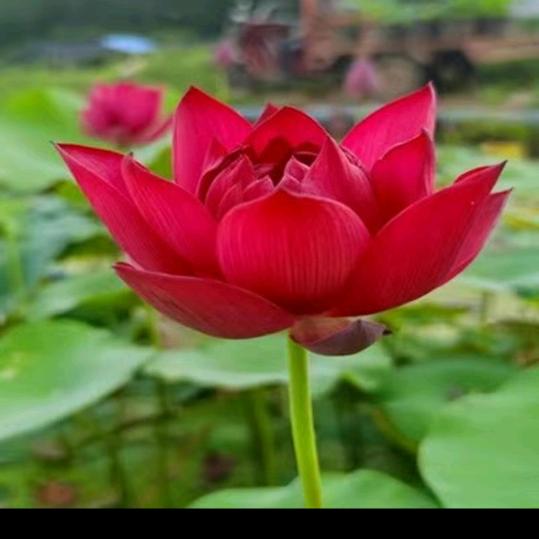 华姐🙏结缘