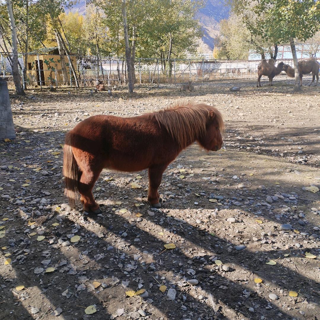 🐎小🐎马🐎驹🐎