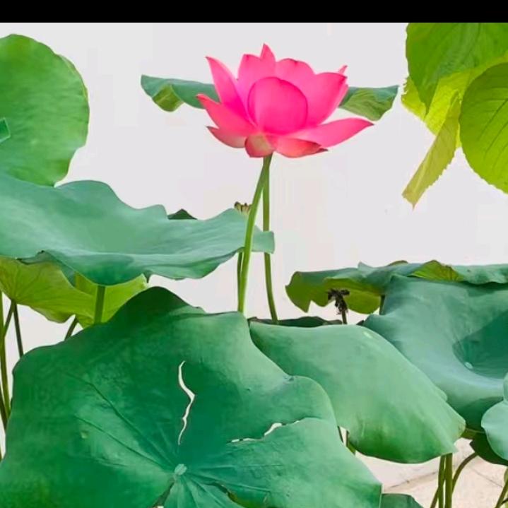 蒋顺琪
