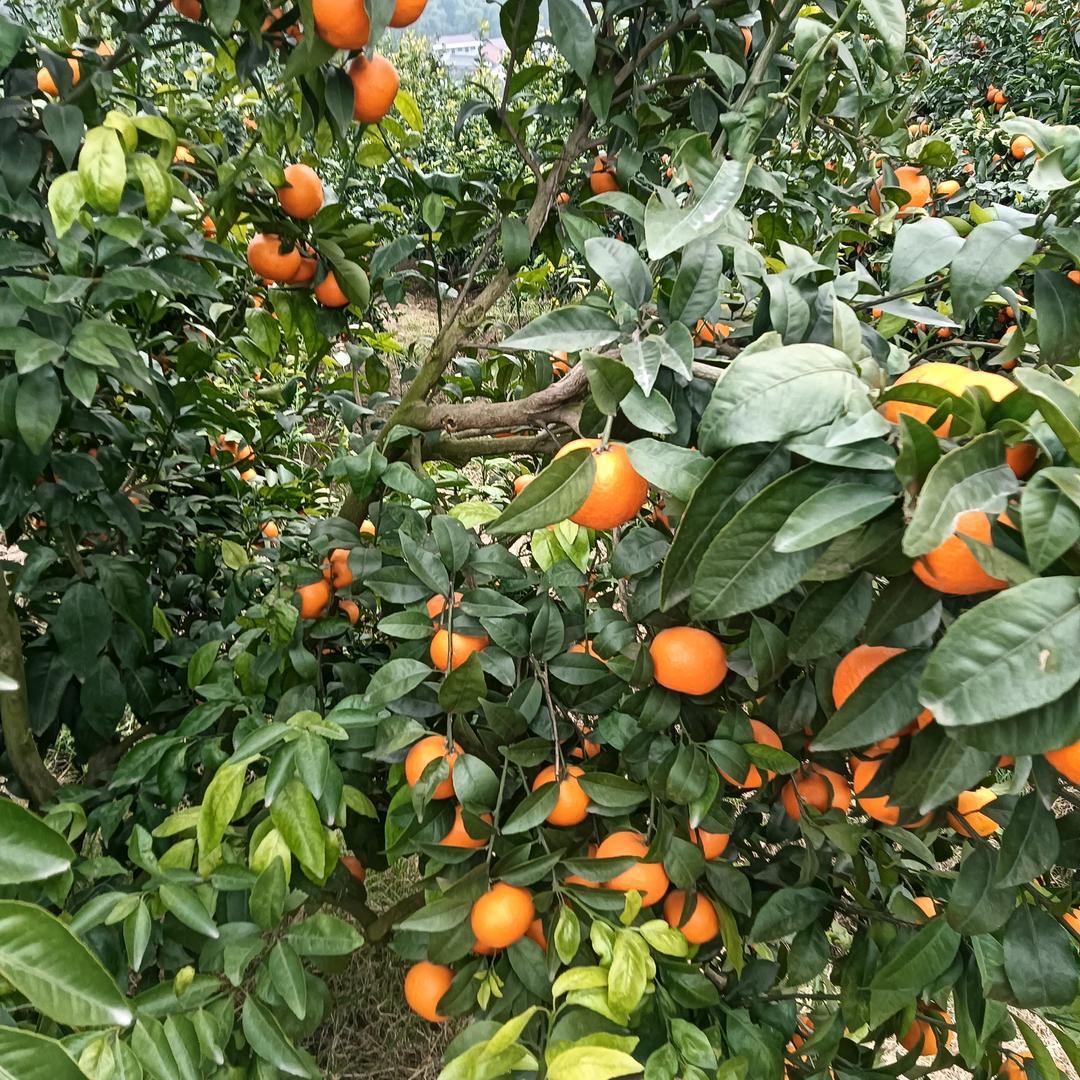 相2️⃣0️⃣2️⃣6️⃣约