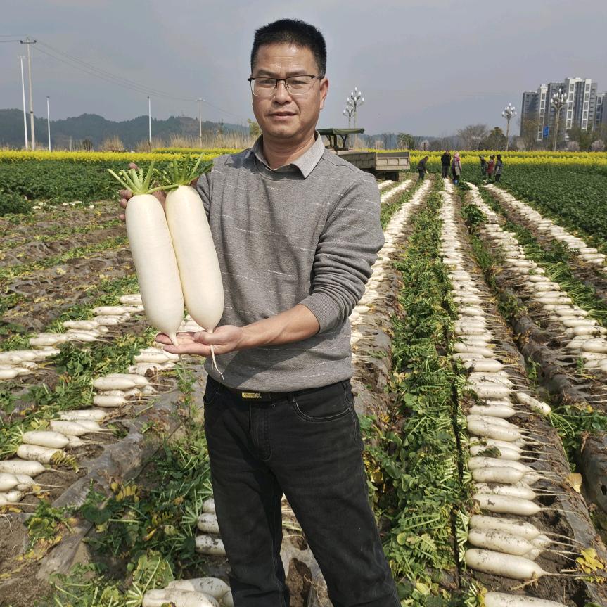 张东海  萝卜品种筛选、技术推广