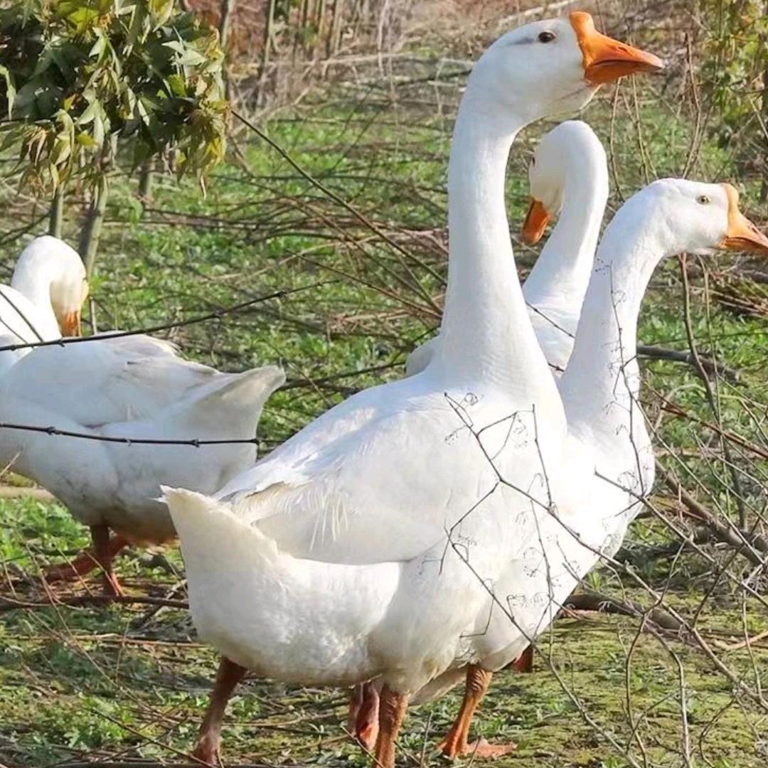 城东老邓面馆，朱马卤鹅，