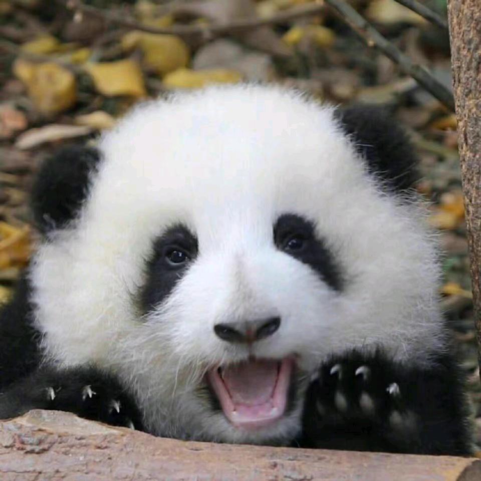 kkkk