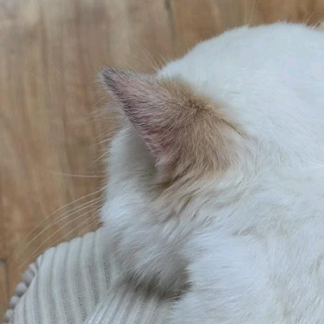 hrh