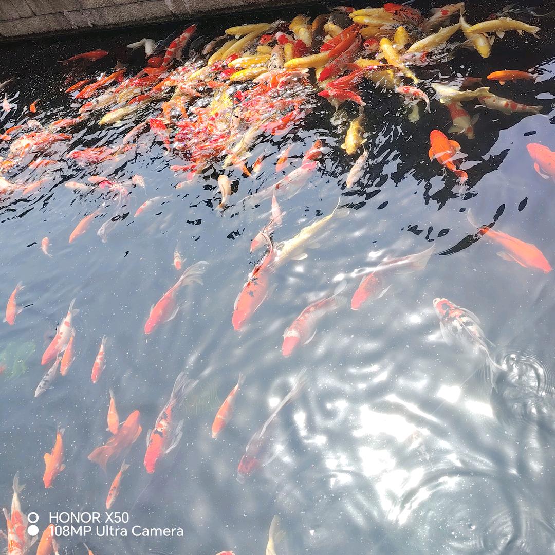 科鸿（江苏）食品科技有限公司