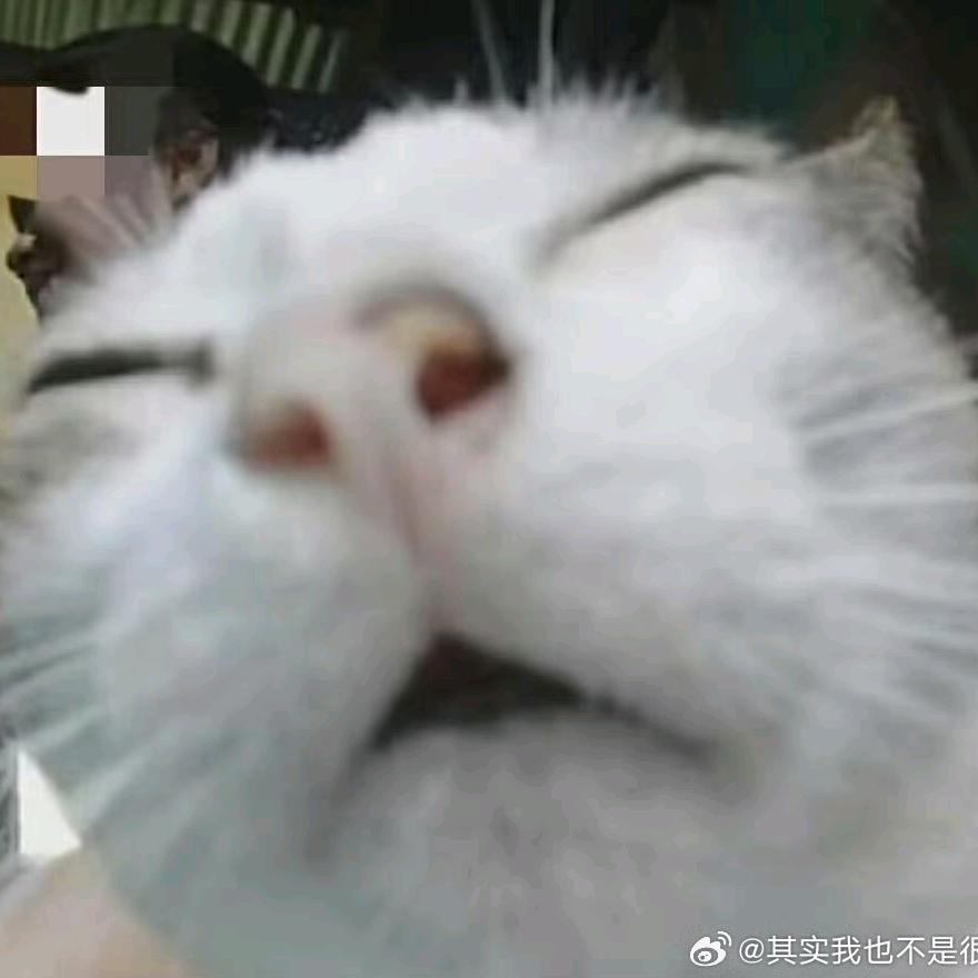 卧槽你别打厨子啊你打跑了我吃什么