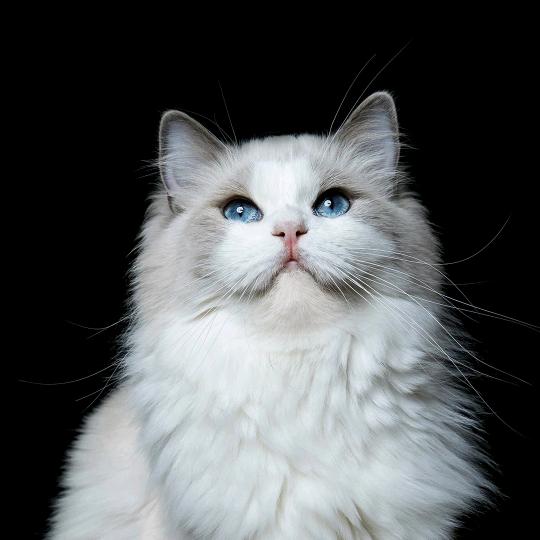 爱打羽毛球的99