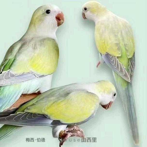 豫东五彩鹦鹉有各种小太和尚中大型。