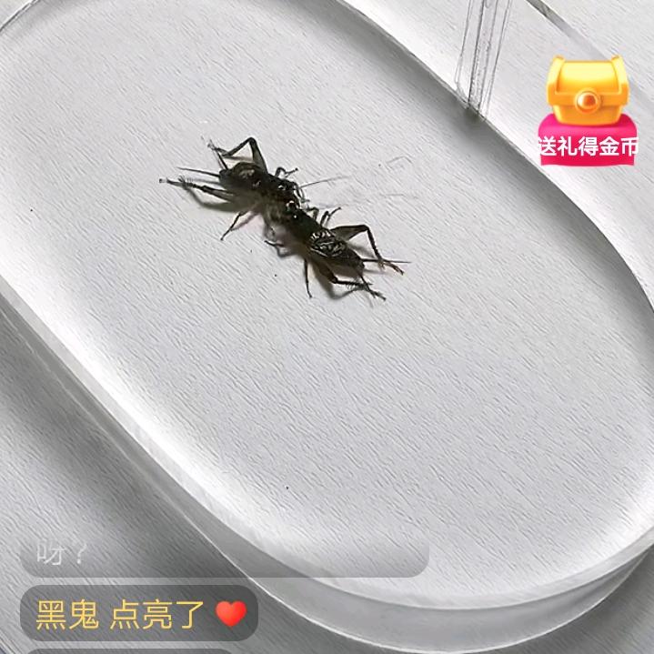 秋哥