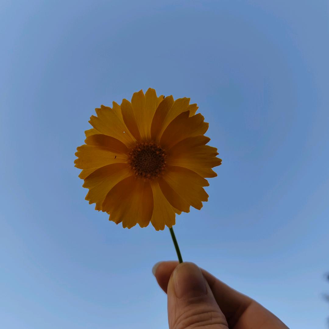 太阳花