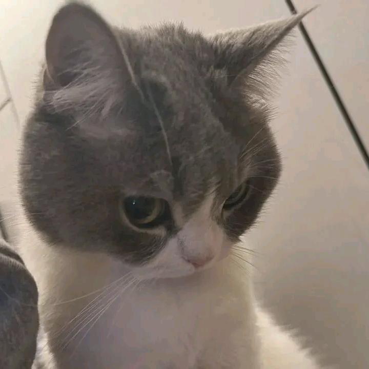 花生派派