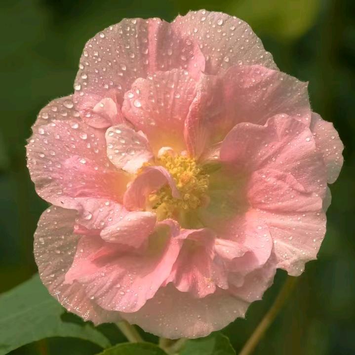 芯竹