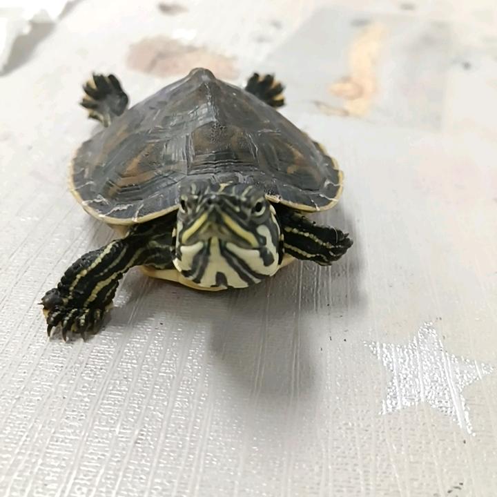 鱼皮嘿呀