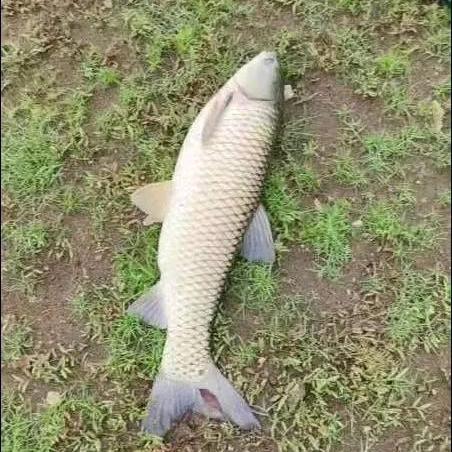 屯里老三钓场🐟🐟🐟🐟🐟