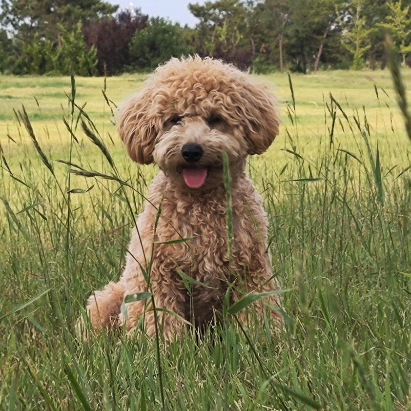 寻找小狗多米(悬赏5000元)