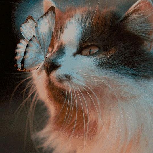 米粒儿（没闺）