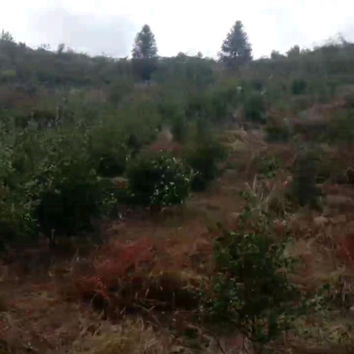 鑫盛油茶种植