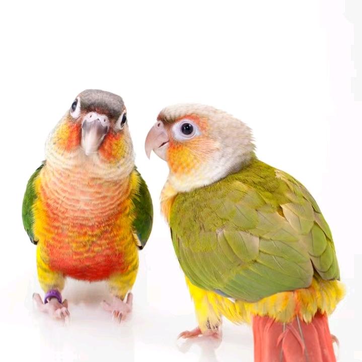 翔翔鸟粮精选店