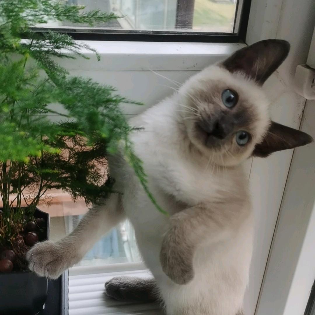 এ᭄ꦿ小阿姨࿐