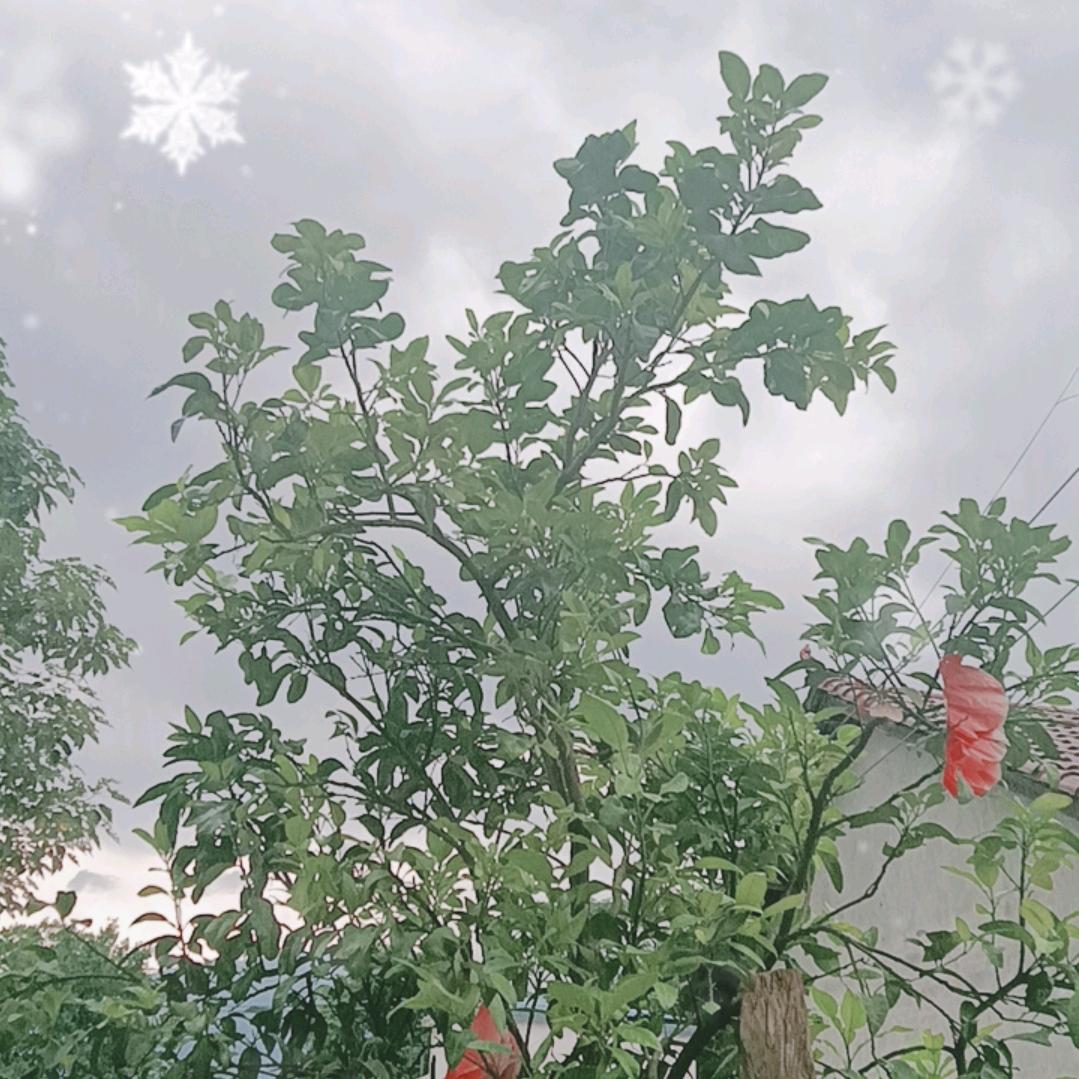 (◍•ᴗ•◍)❤夏季微凉