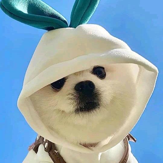 Boeyj